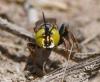 237978 – Photo : Bernard Ginesy – France (13)